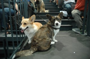 Bonnie and I watching the final part of the Leipzig Dog Show