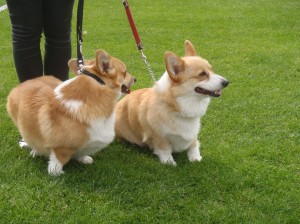 Bonnie met her half-brother at the Bornholm Dog show