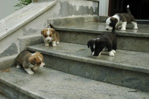 Puppies exploring