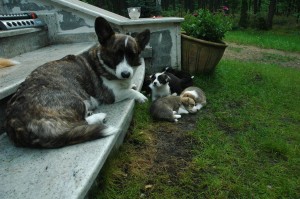 Looking after the Puppies in the garden