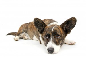 The author resting between blog posts